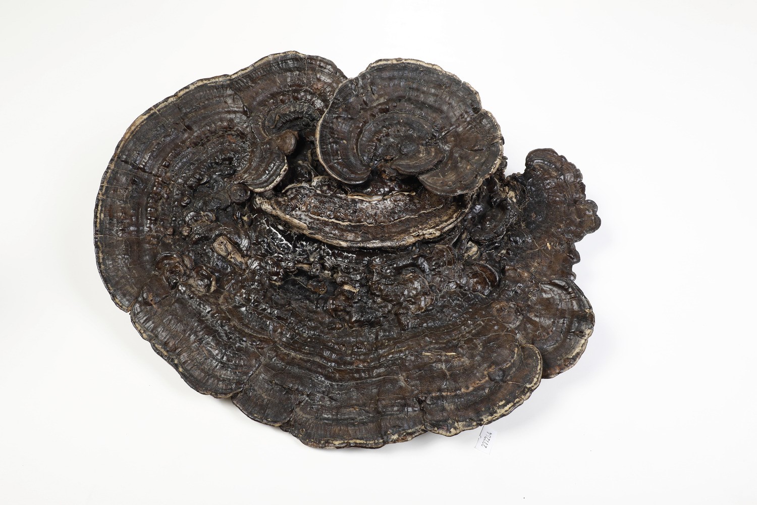 Fossile Fungo Ganoderma Lucidum con Base