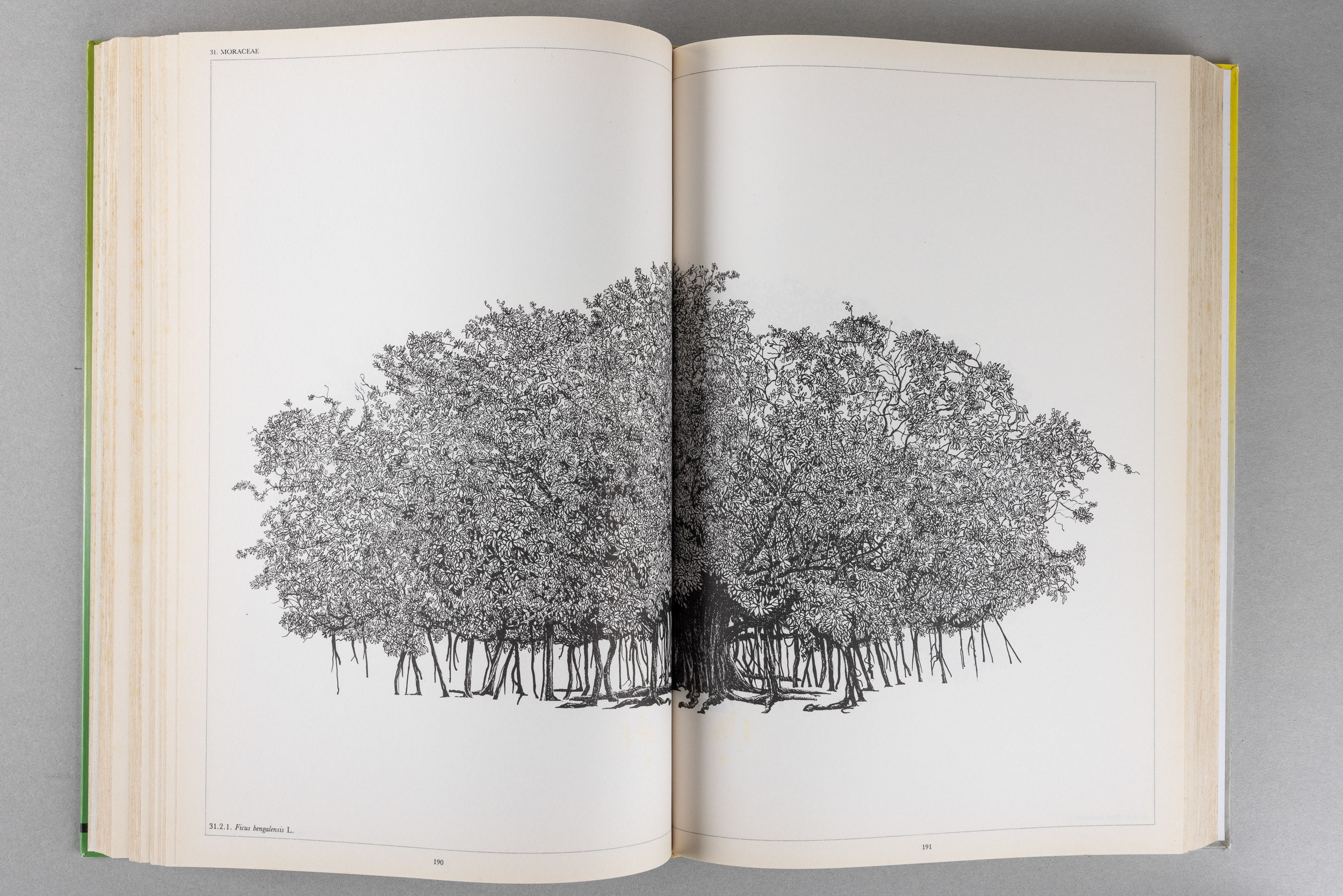 Artisti Vari - L'architettura degli Alberi