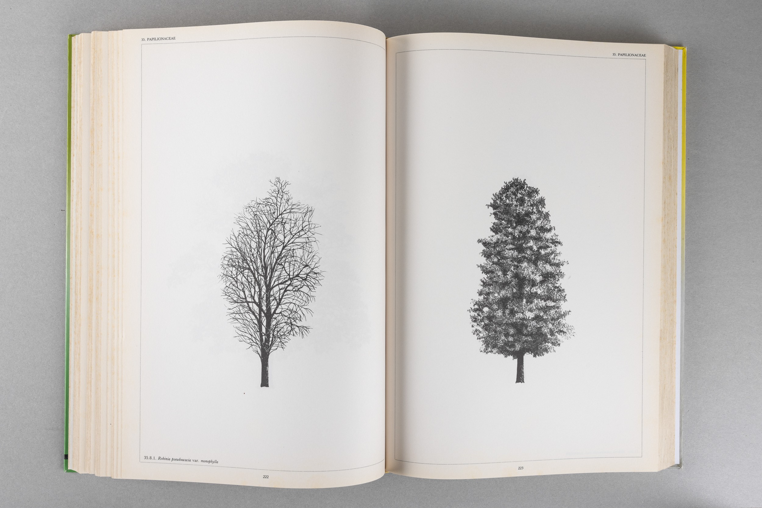 Artisti Vari - L'architettura degli Alberi