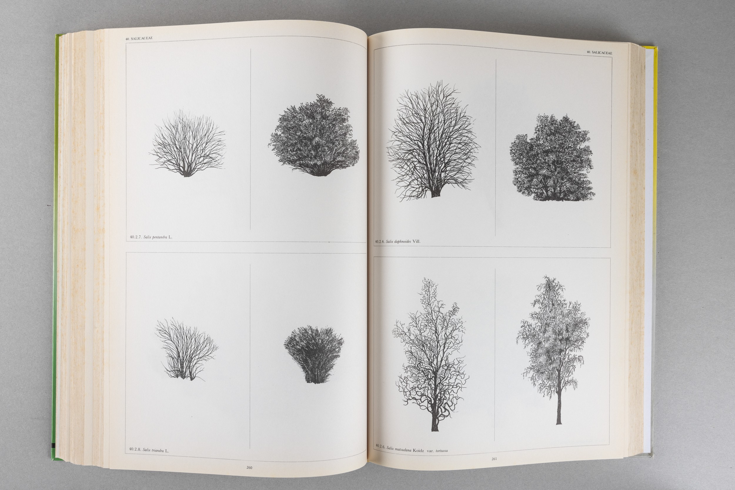 Artisti Vari - L'architettura degli Alberi