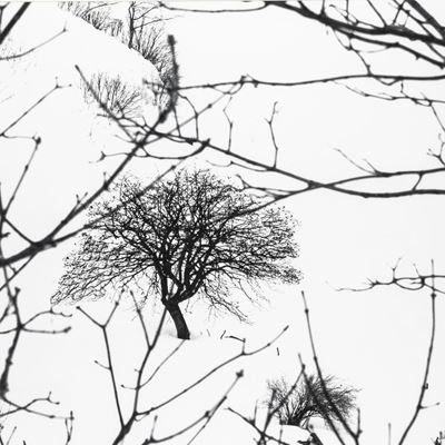 Lonely Tree, dalla Serie "snow White Photo Collection"