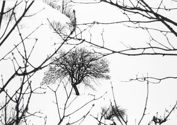 Abbas Gharib - Lonely Tree, dalla serie "Snow white photo collection"