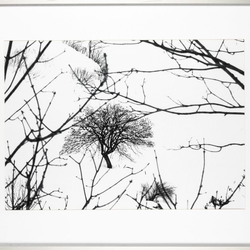 Abbas Gharib - Lonely Tree, dalla Serie "snow White Photo Collection"