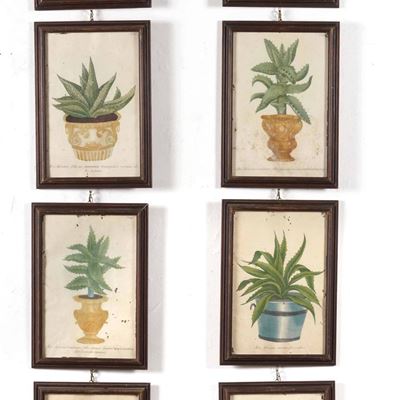 Otto Stampe Raffiguranti Diverse Specie di Aloe