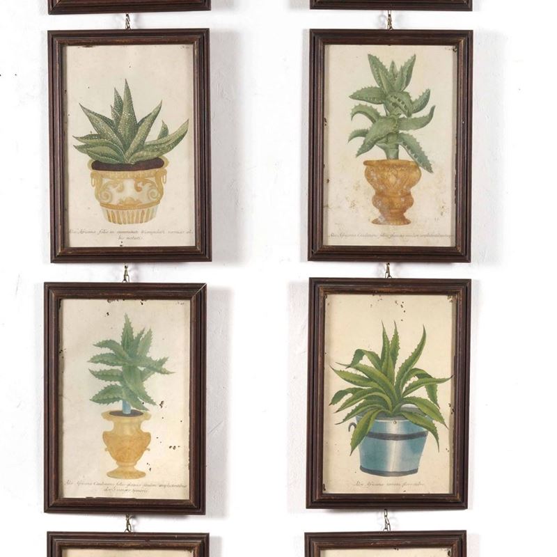 Otto stampe raffiguranti diverse specie di aloe  - Auction Antique July - Cambi Casa d'Aste