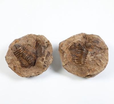 Fossile Trilobide