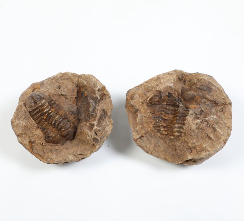 Fossile trilobide  - Asta Antiquariato - Cambi Casa d'Aste