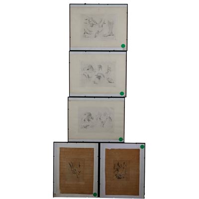 Sette Stampe a Soggetto Anatomico