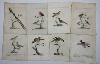 Xaverio Manetti Saverio Manetti, Lorenzo Lorenzi e Violante Vanni. Storia Naturale degli Uccelli....