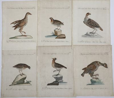 Xaverio Manetti Saverio Manetti, Lorenzo Lorenzi e Violante Vanni. Storia Naturale degli Uccelli....