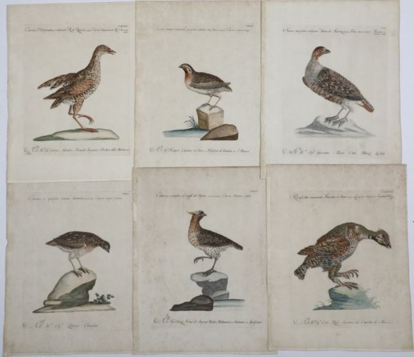 Xaverio Manetti Saverio Manetti, Lorenzo Lorenzi e Violante Vanni. Storia naturale degli uccelli. Stamperia Mouckiana, Firenze. 1767-1776