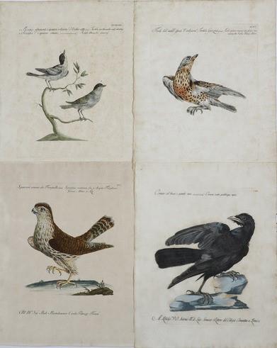 Xaverio Manetti Saverio Manetti, Lorenzo Lorenzi e Violante Vanni. Storia Naturale degli Uccelli....