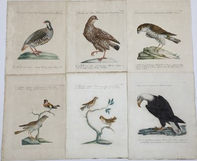 Xaverio Manetti Saverio Manetti, Lorenzo Lorenzi e Violante Vanni. Storia Naturale degli Uccelli....