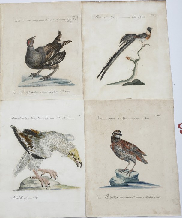 Xaverio Manetti Saverio Manetti, Lorenzo Lorenzi e Violante Vanni. Storia Naturale degli Uccelli....