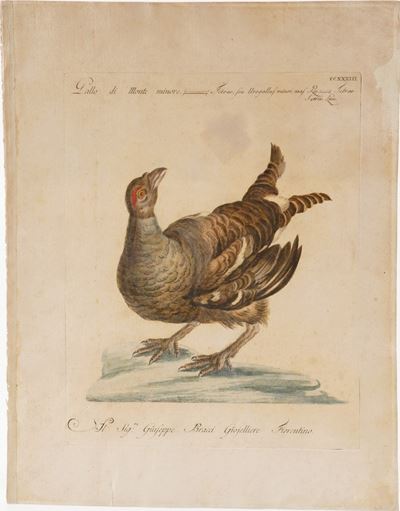 Xaverio Manetti Saverio Manetti, Lorenzo Lorenzi e Violante Vanni. Storia Naturale degli Uccelli....