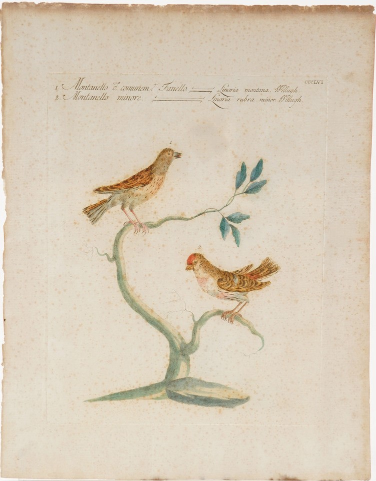 Xaverio Manetti Saverio Manetti, Lorenzo Lorenzi e Violante Vanni. Storia Naturale degli Uccelli....