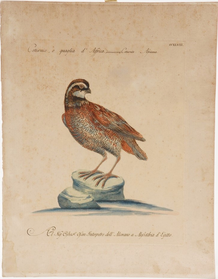 Xaverio Manetti Saverio Manetti, Lorenzo Lorenzi e Violante Vanni. Storia Naturale degli Uccelli....