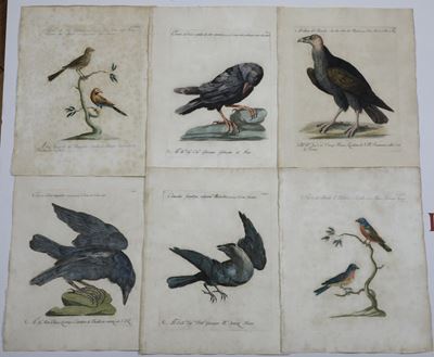 Xaverio Manetti Saverio Manetti, Lorenzo Lorenzi e Violante Vanni. Storia Naturale degli Uccelli....