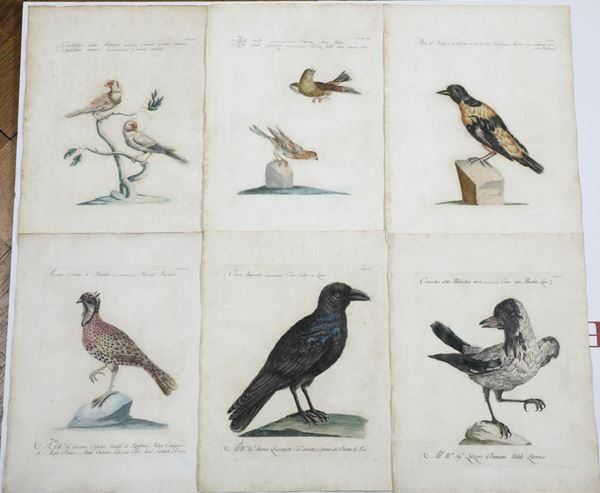 Xaverio Manetti Saverio Manetti, Lorenzo Lorenzi e Violante Vanni. Storia naturale degli uccelli. Stamperia Mouckiana, Firenze. 1767-1776
