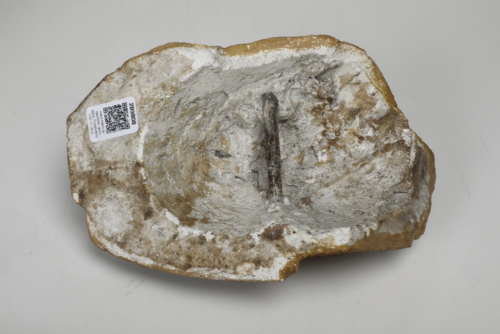 Antica Matrice da Mascheraio, Gesso Dipinto. Probabilmente XVIII-XIX Secolo