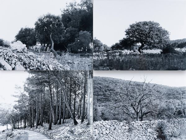 lot of four photographs Trees (Composition)