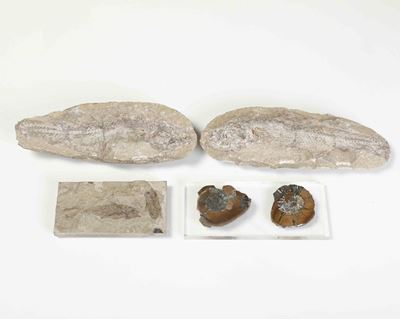 Insieme di Fossili