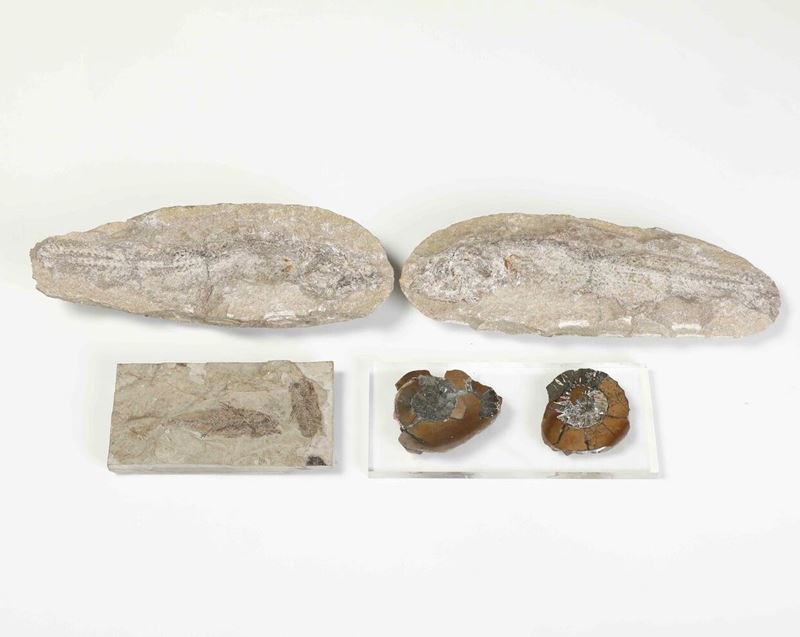 Insieme di fossili  - Asta Antiquariato - Cambi Casa d'Aste