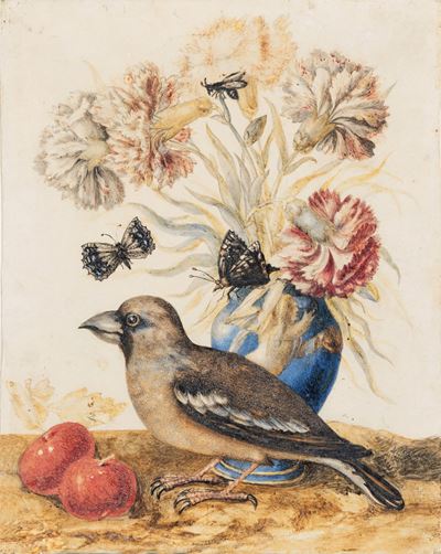 Suor Teresa Berenice Vitelli (attiva a Firenze nel 1706-1729) Natura Morta con Frosone, Vaso di F...