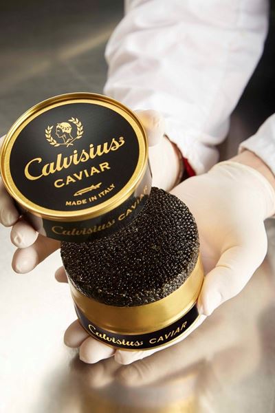Latta di Calvius Tradition Royal da 500gr