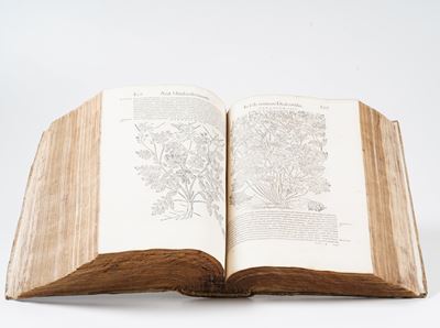 Mattioli Pietro Andrea Petri Andrea Matthioli Senensis Medici. Commentarii in Sex Libros Pedacii ...