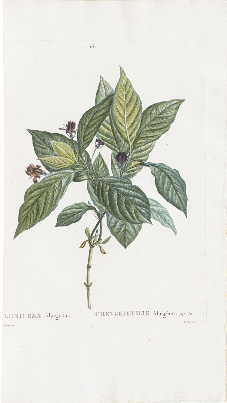 Duhamel Du Monceau (henri Louis) Traité Des Arbres Et Arbustes Que L'on Cultive En France, En Ple...