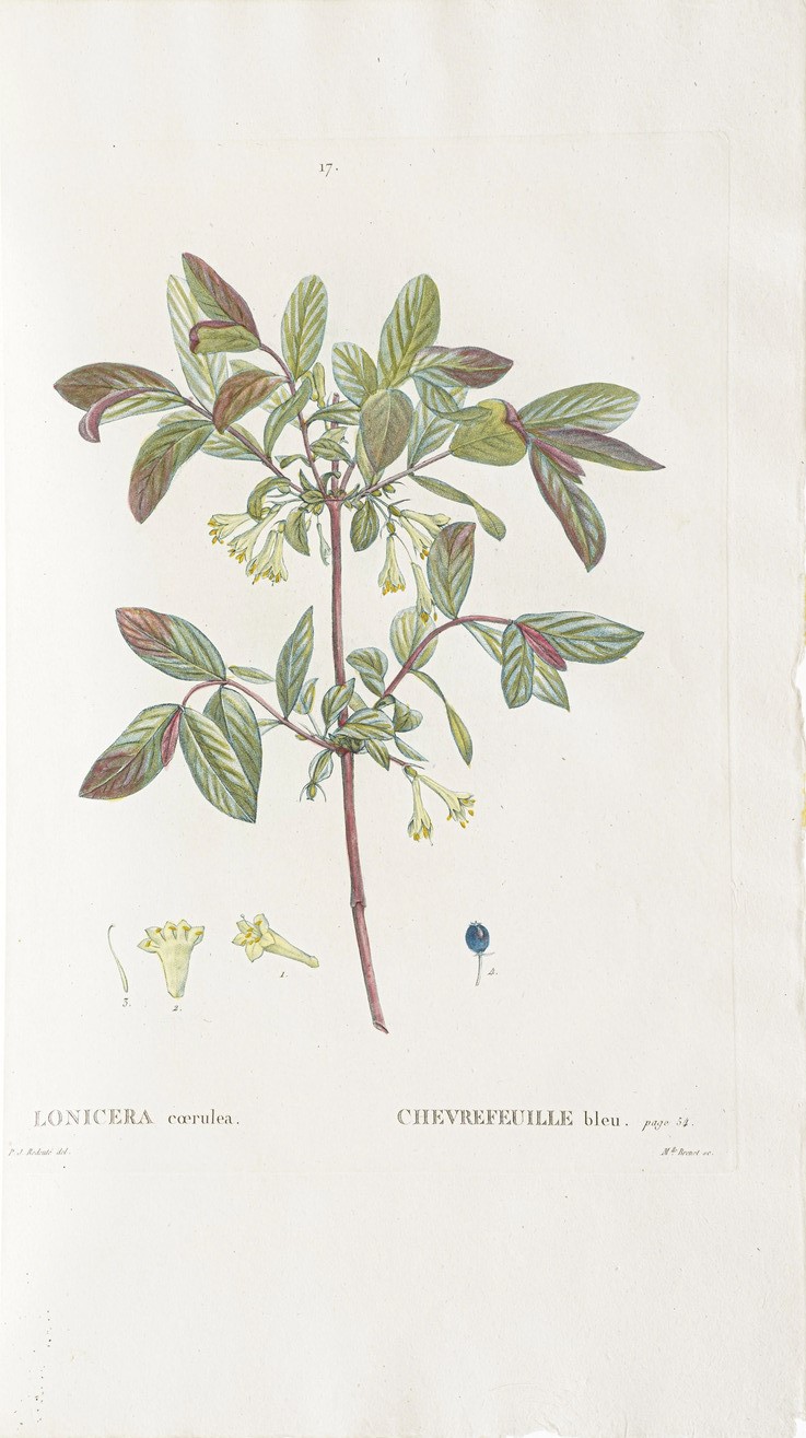 Duhamel Du Monceau (henri Louis) Traité Des Arbres Et Arbustes Que L'on Cultive En France, En Ple...