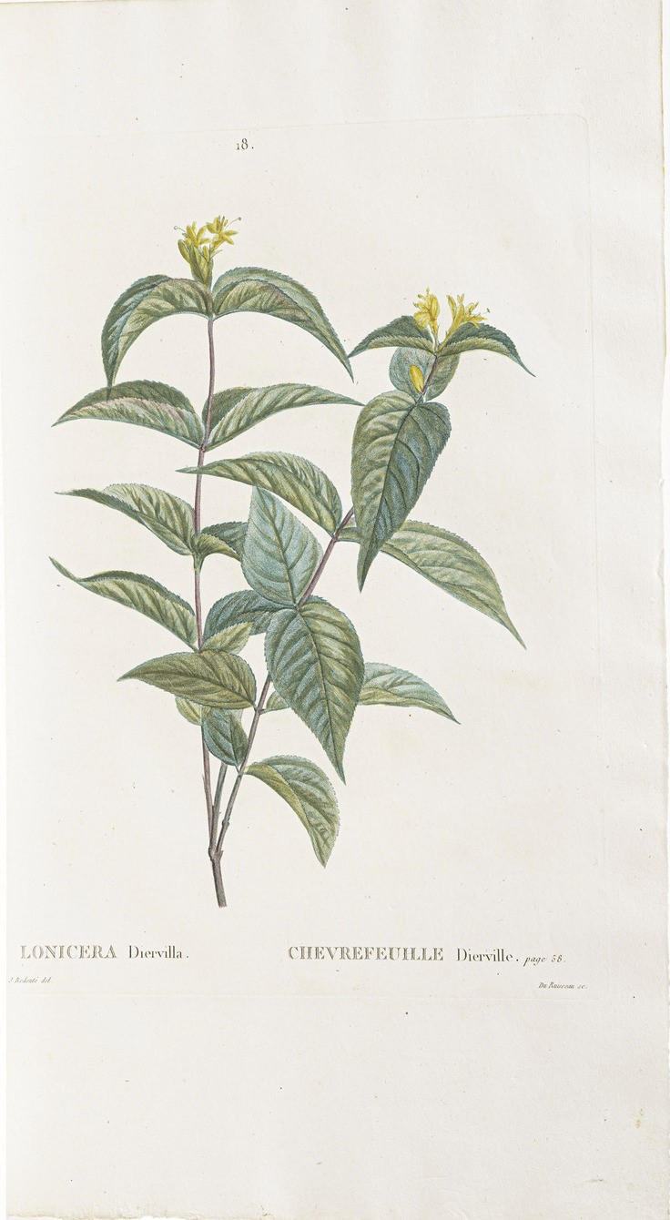 Duhamel Du Monceau (henri Louis) Traité Des Arbres Et Arbustes Que L'on Cultive En France, En Ple...