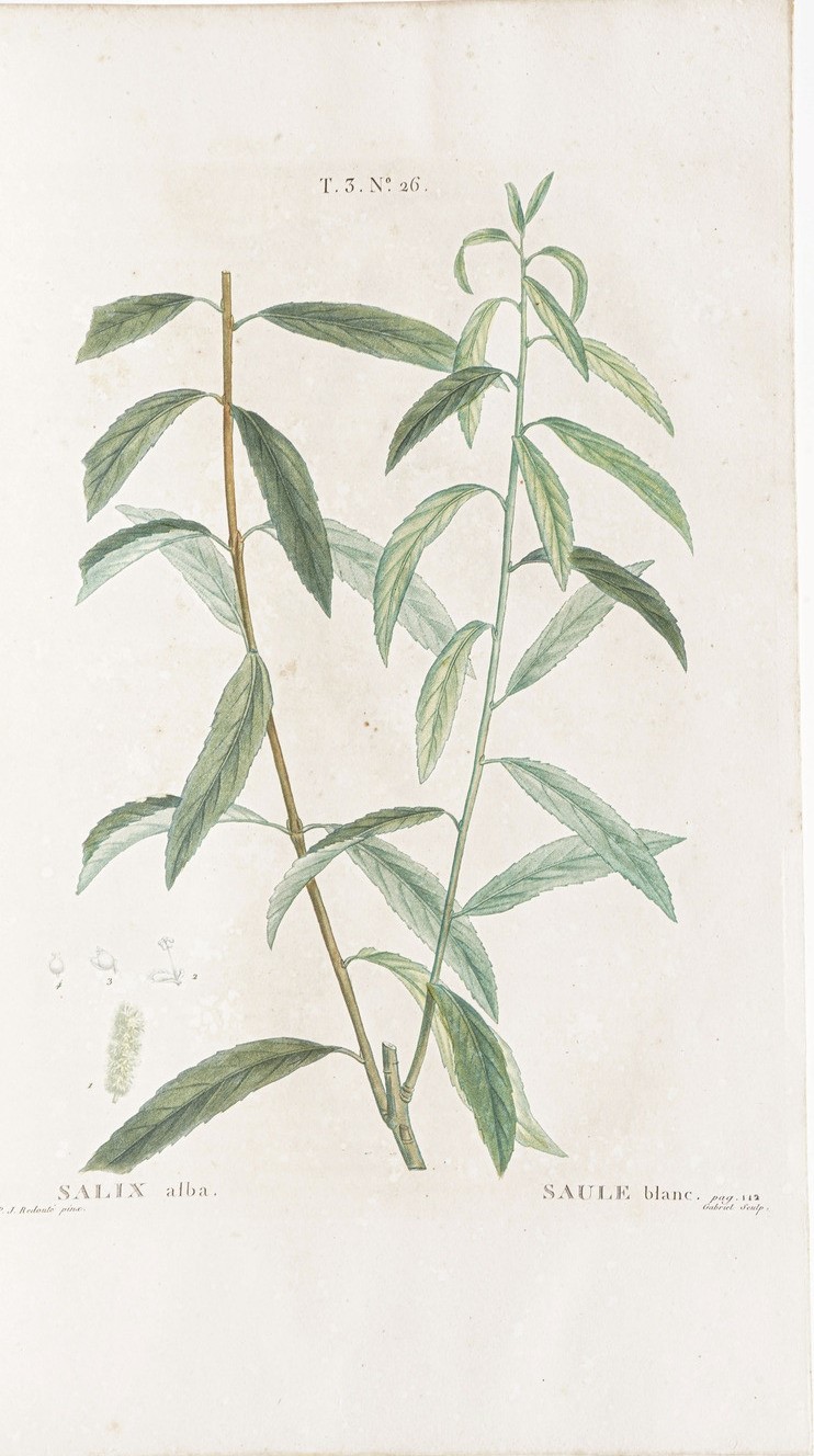 Duhamel Du Monceau (henri Louis) Traité Des Arbres Et Arbustes Que L'on Cultive En France, En Ple...