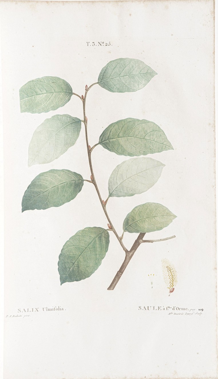 Duhamel Du Monceau (henri Louis) Traité Des Arbres Et Arbustes Que L'on Cultive En France, En Ple...