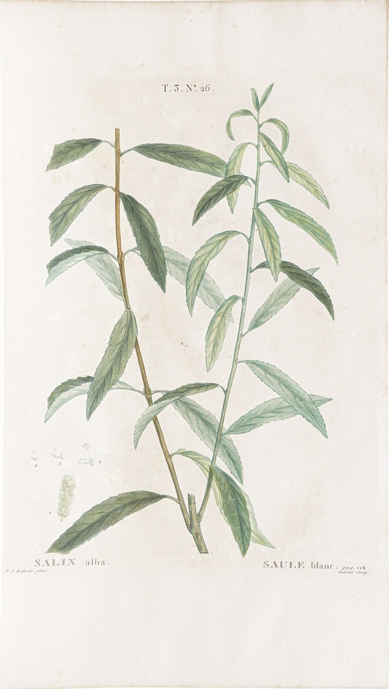 Duhamel Du Monceau (henri Louis) Traité Des Arbres Et Arbustes Que L'on Cultive En France, En Ple...