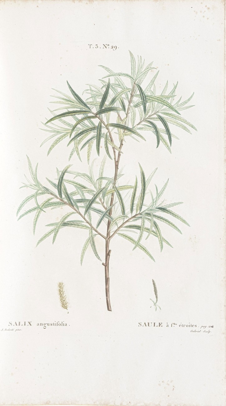 Duhamel Du Monceau (henri Louis) Traité Des Arbres Et Arbustes Que L'on Cultive En France, En Ple...