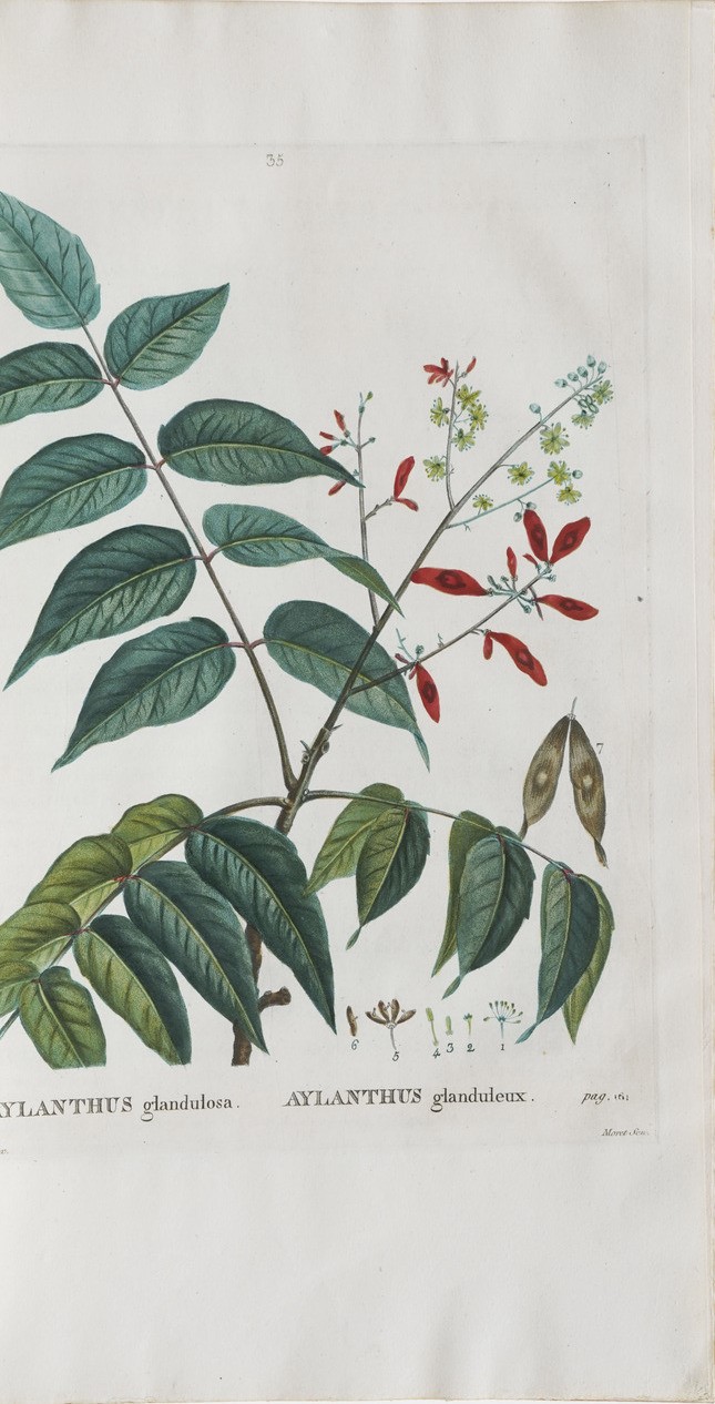 Duhamel Du Monceau (henri Louis) Traité Des Arbres Et Arbustes Que L'on Cultive En France, En Ple...