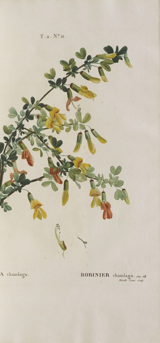 Duhamel Du Monceau (henri Louis) Traité Des Arbres Et Arbustes Que L'on Cultive En France, En Ple...