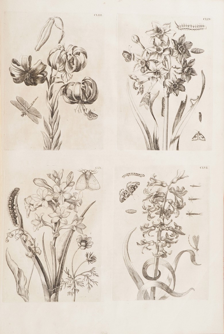 Merian Marie Sybilla Histoire Des Insectes De L'europe... Traduite Du Hollandois En Francois Par ...