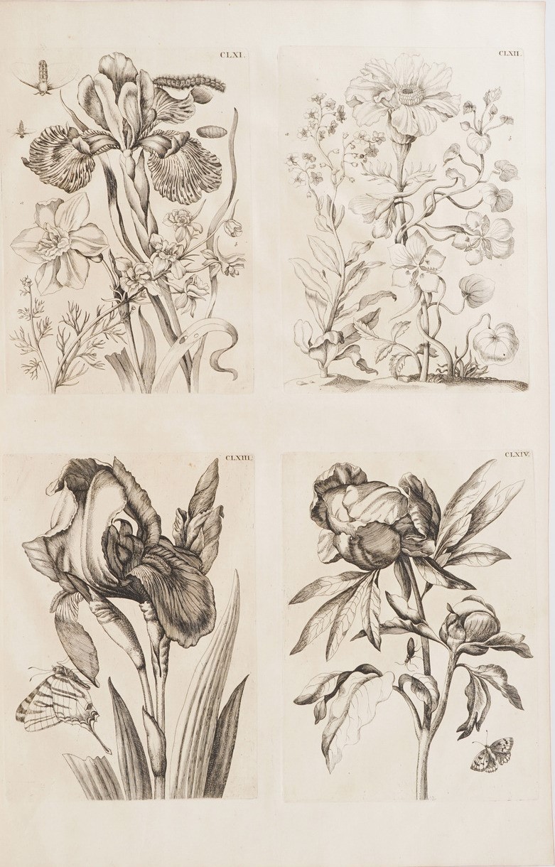 Merian Marie Sybilla Histoire Des Insectes De L'europe... Traduite Du Hollandois En Francois Par ...