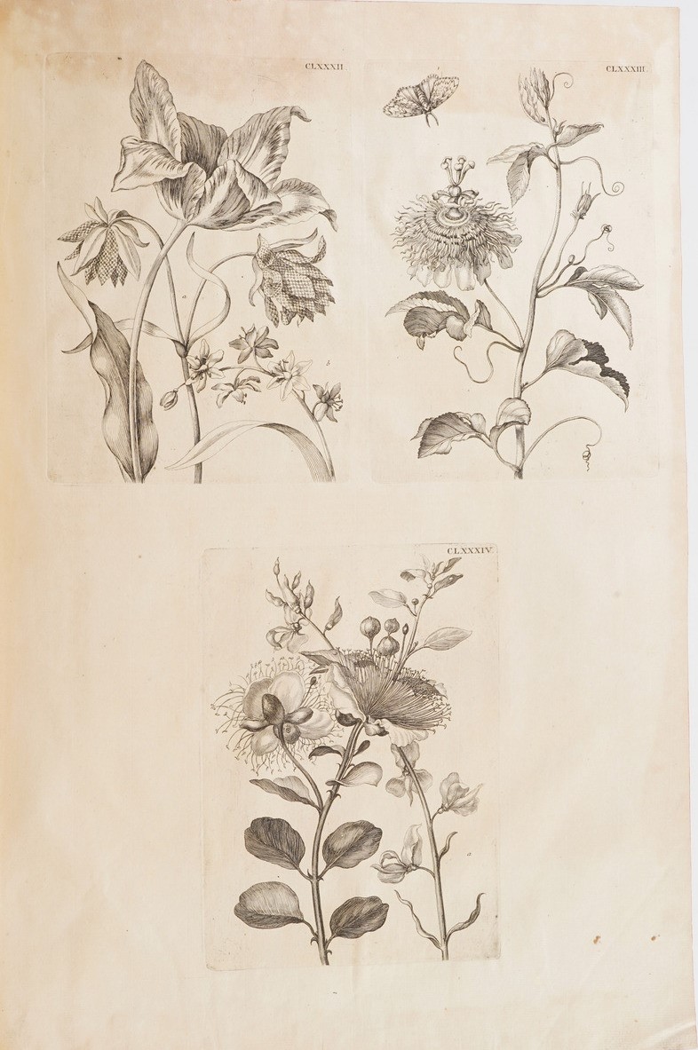 Merian Marie Sybilla Histoire Des Insectes De L'europe... Traduite Du Hollandois En Francois Par ...