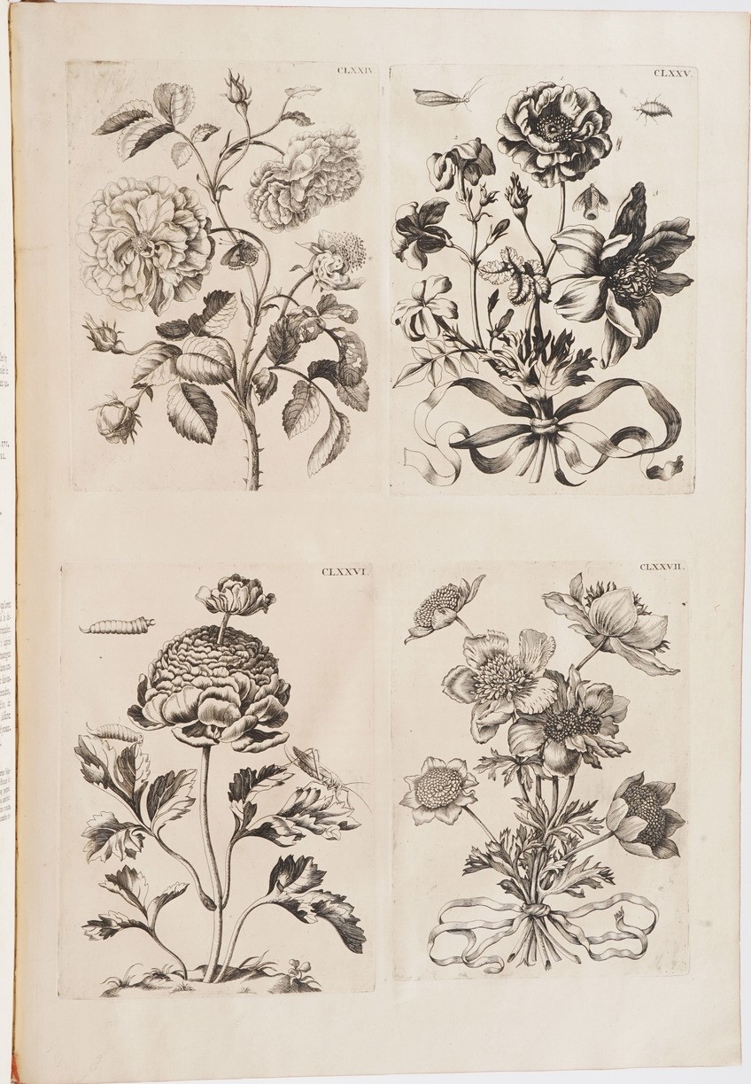 Merian Marie Sybilla Histoire Des Insectes De L'europe... Traduite Du Hollandois En Francois Par ...