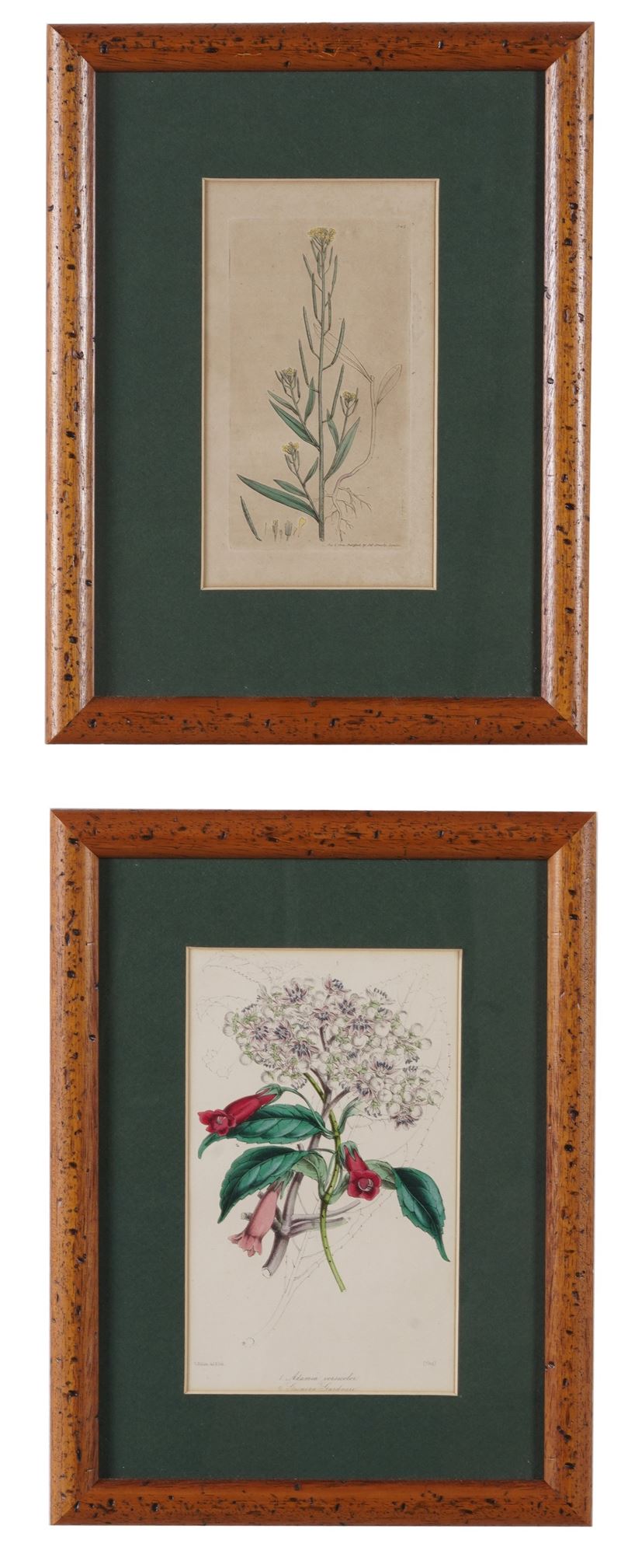 Due incisioni raffiguranti specie botaniche. XIX secolo  - Asta Fabio Fazio, arredi e ricordi di una casa di campagna - Cambi Casa d'Aste