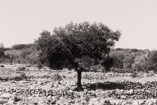 Abbas Gharib - lotto di quattro fotografie Trees (Composition)