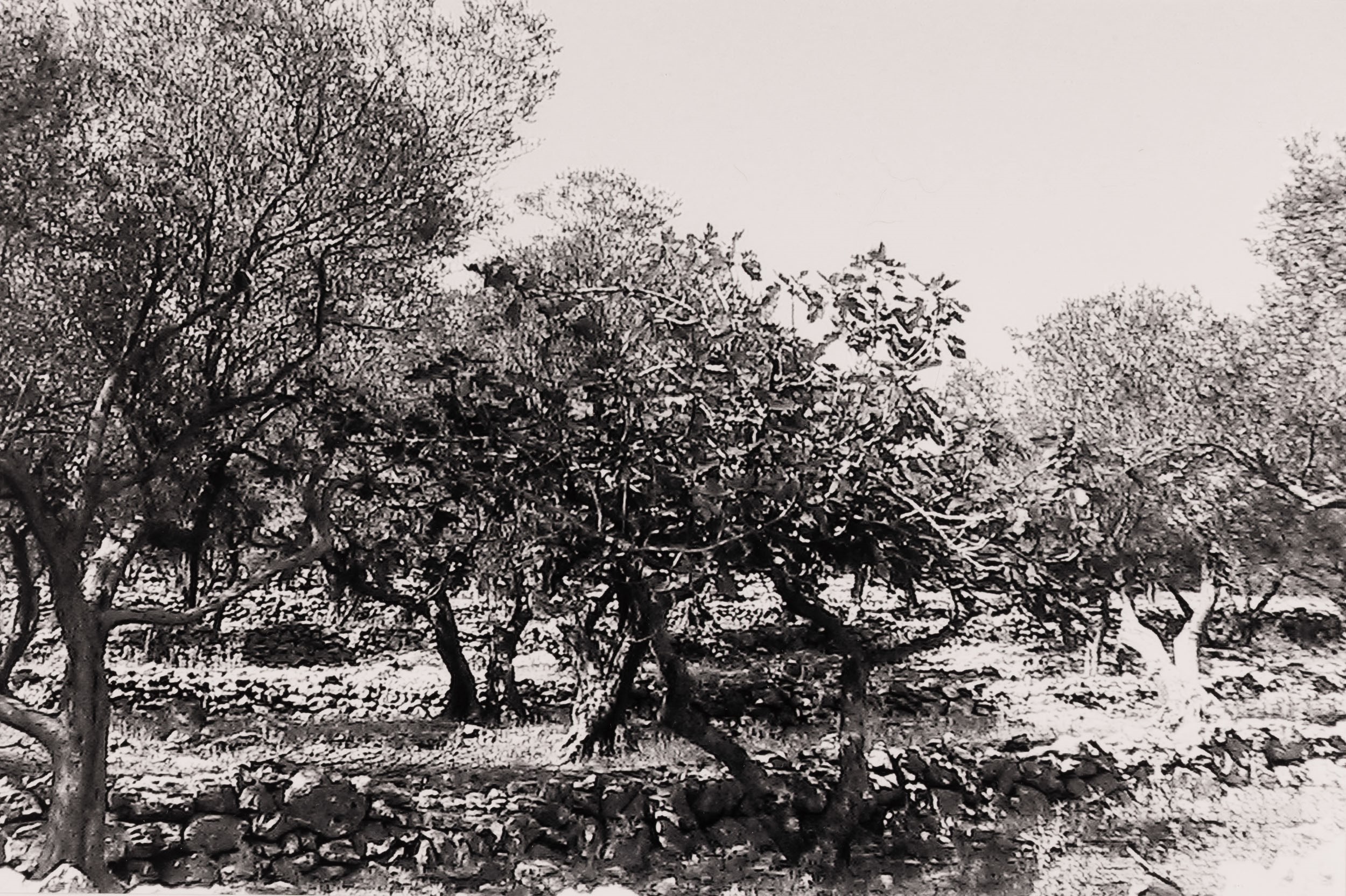 Abbas Gharib - Lotto di Quattro Fotografie Trees (composition)