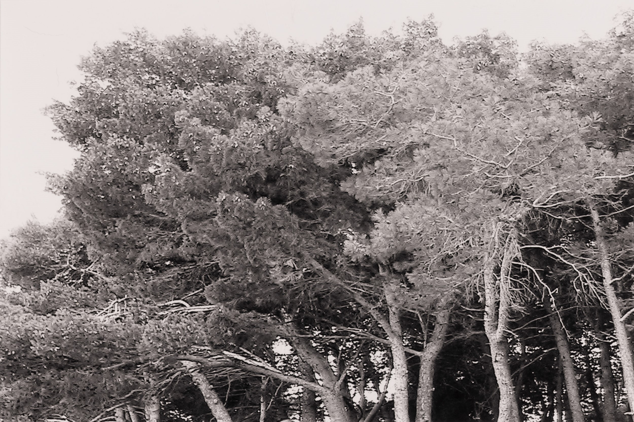 Abbas Gharib - Lotto di Quattro Fotografie Trees (composition)