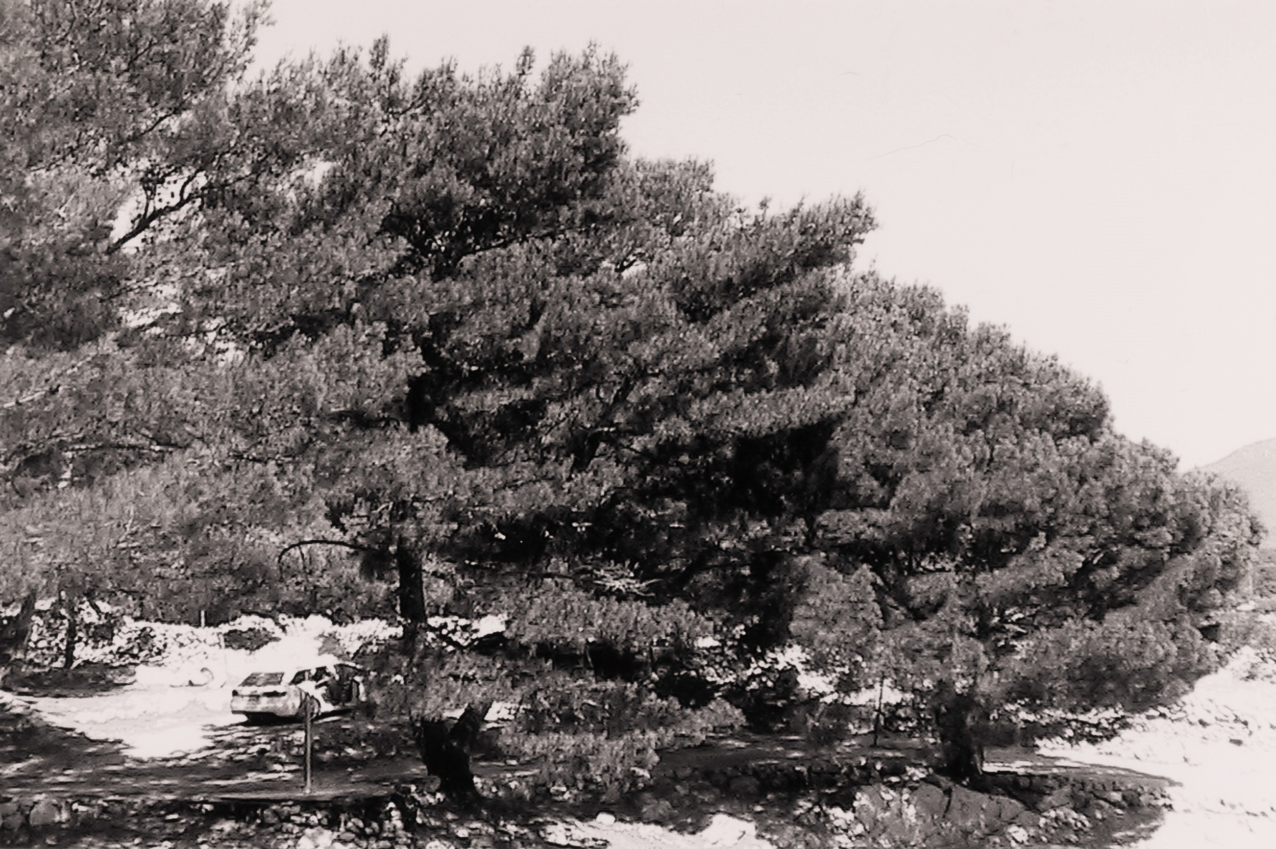 Abbas Gharib - Lotto di Quattro Fotografie Trees (composition)