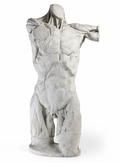 Plasticatore degli Inizi del XX Secolo Torso Anatomico