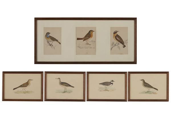 Cinque stampe a soggetto ornitologico
